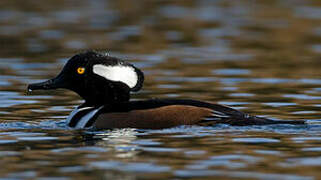 Hooded Merganser