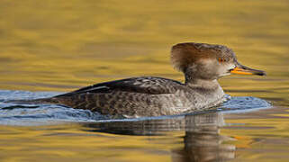 Hooded Merganser