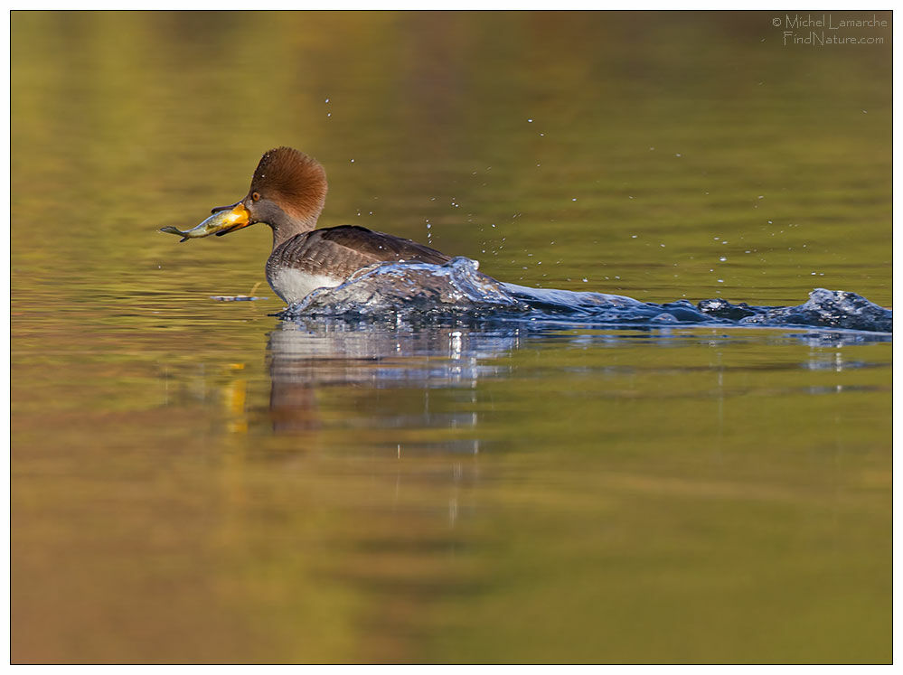 Hooded Merganser female