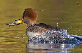 Hooded Merganser