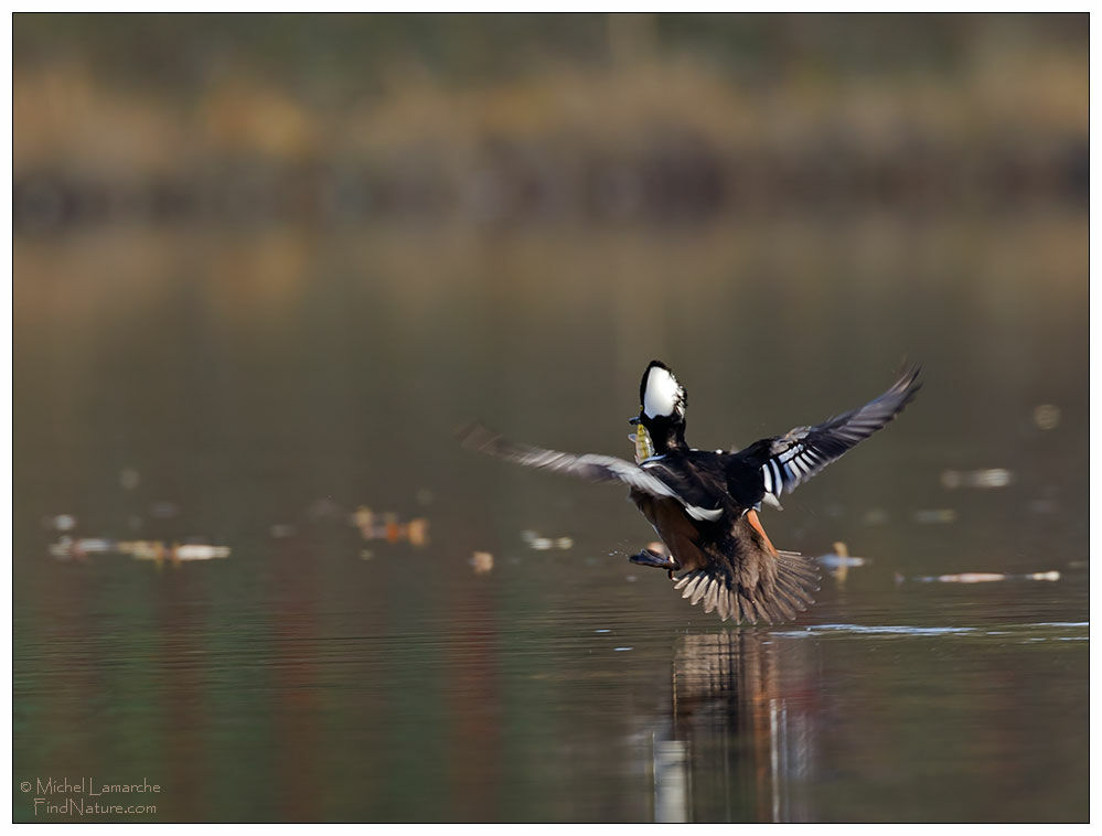 Hooded Merganser male adult, Flight