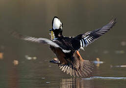 Hooded Merganser