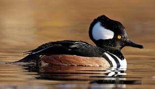 Hooded Merganser