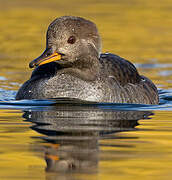 Hooded Merganser