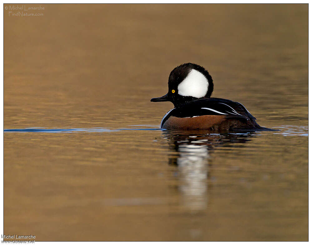 Hooded Merganser male adult, identification