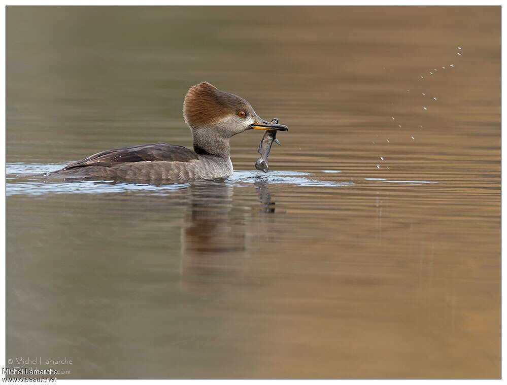 Harle couronné femelle adulte, pêche/chasse