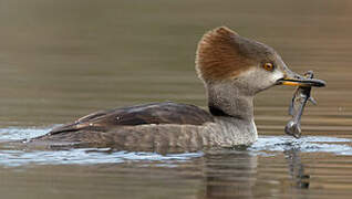 Hooded Merganser