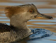 Hooded Merganser