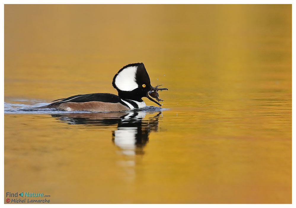 Harle couronné, pêche/chasse