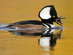 Hooded Merganser