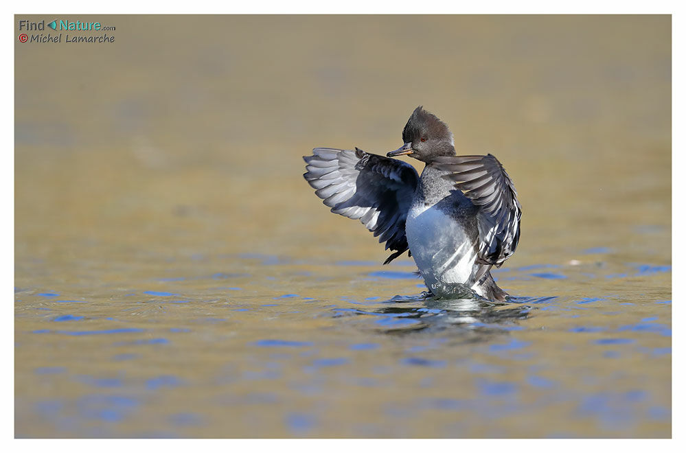 Hooded Merganser female adult