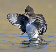 Hooded Merganser