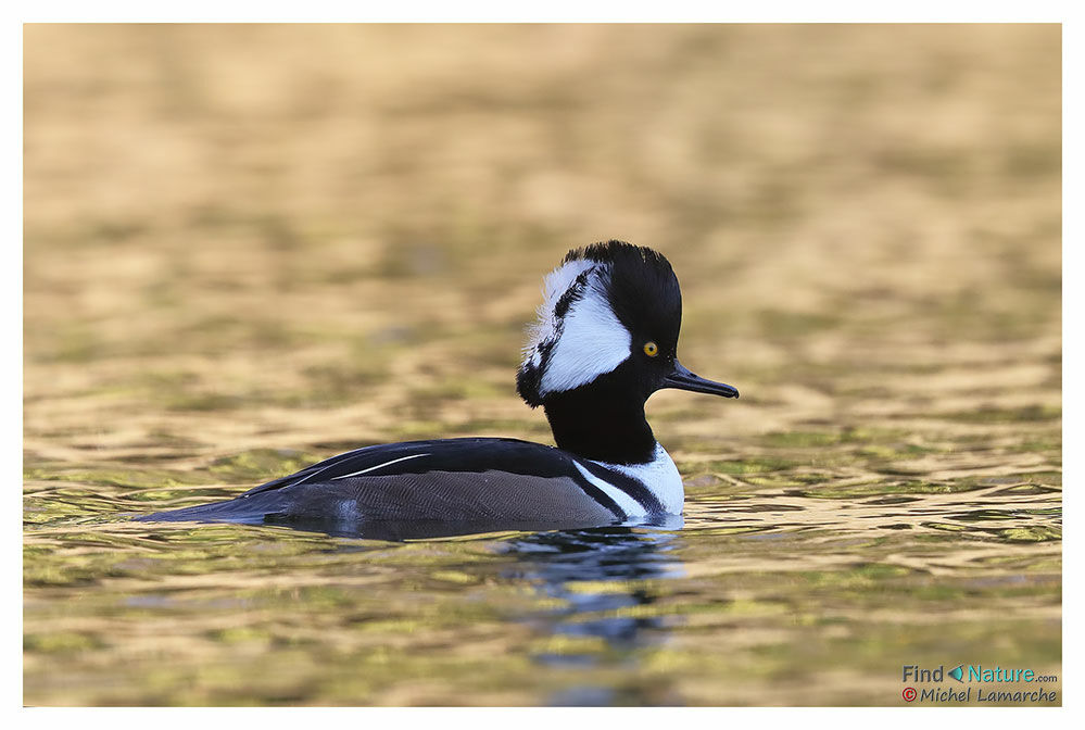 Hooded Merganser male adult