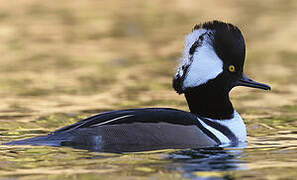 Hooded Merganser