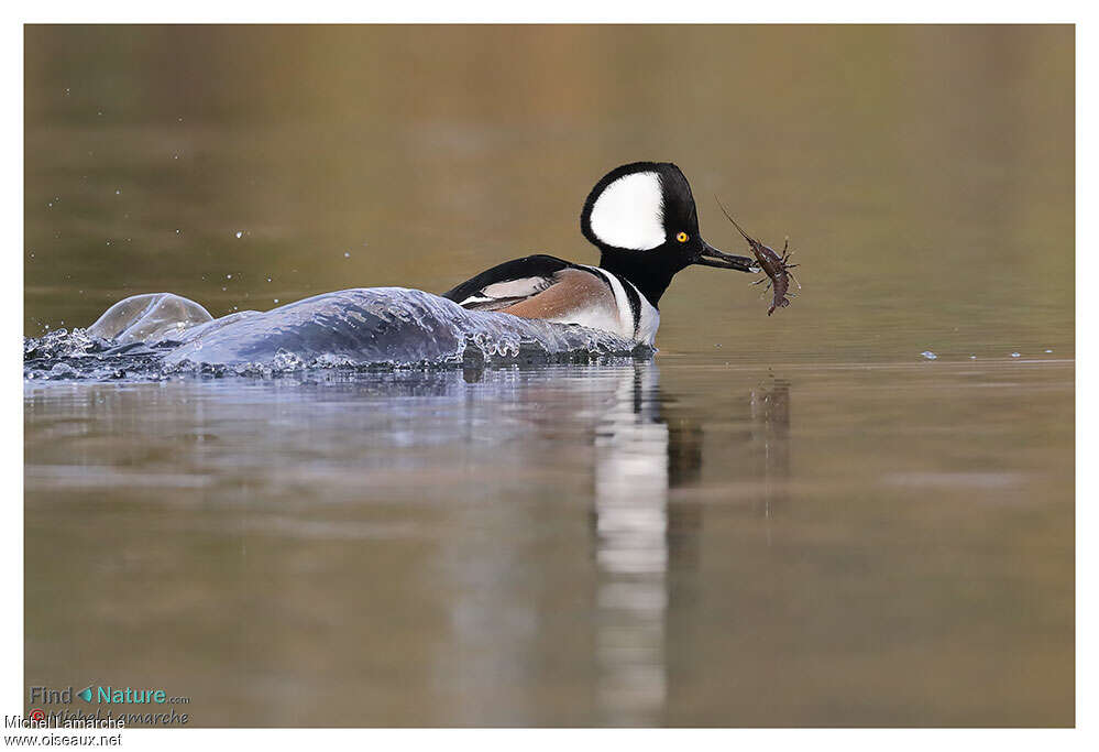 Harle couronné mâle adulte, nage, pêche/chasse