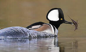 Hooded Merganser