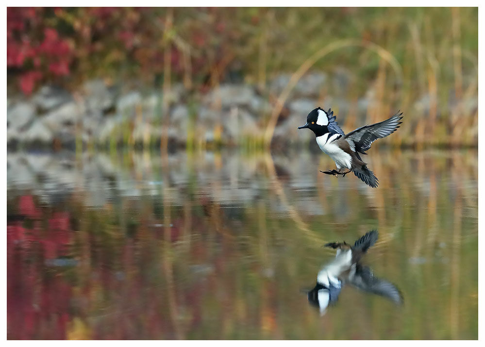 Hooded Merganser male adult, Flight