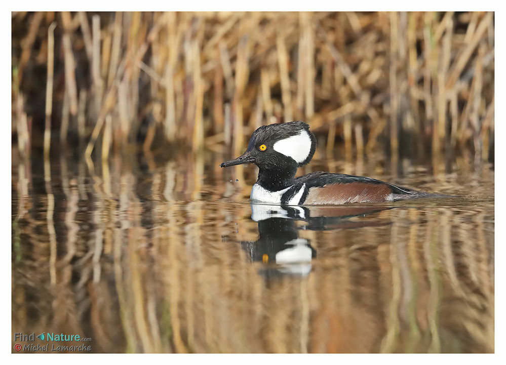 Hooded Merganser male adult