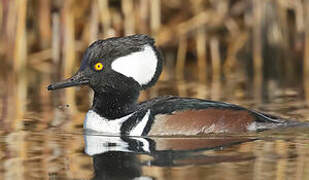 Hooded Merganser