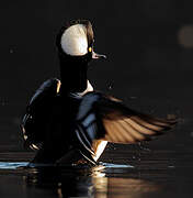 Hooded Merganser