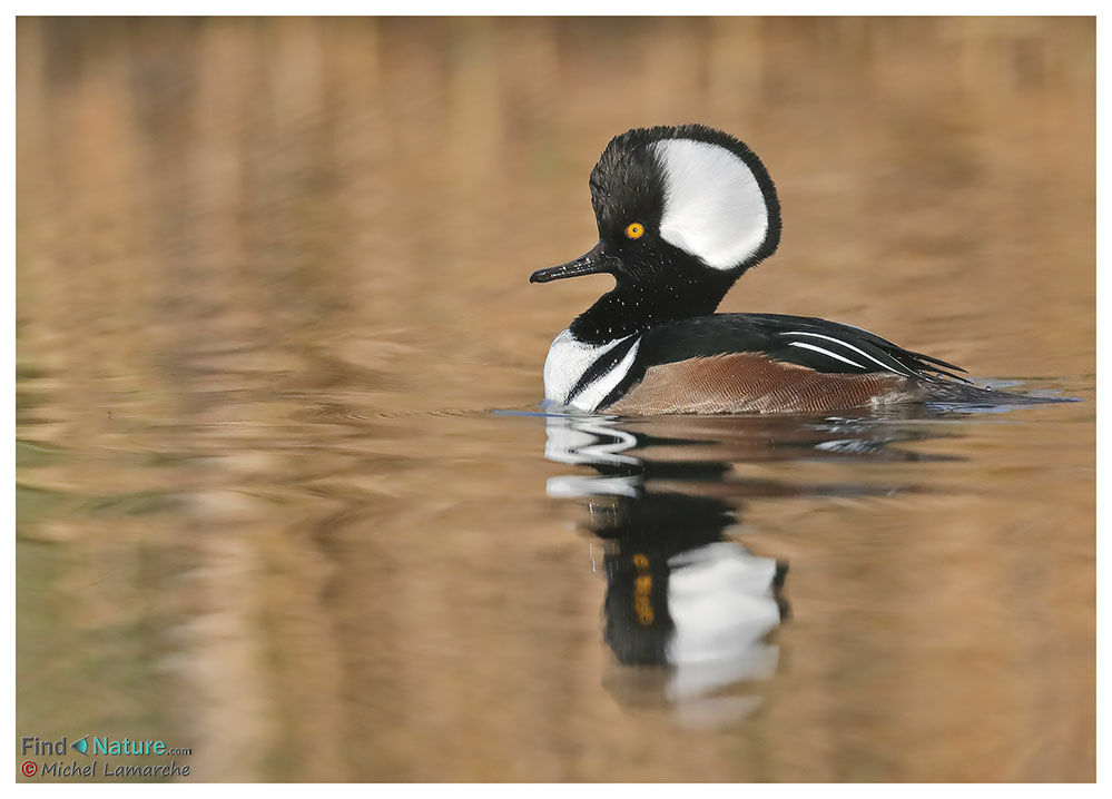 Hooded Merganser male adult