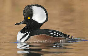 Hooded Merganser