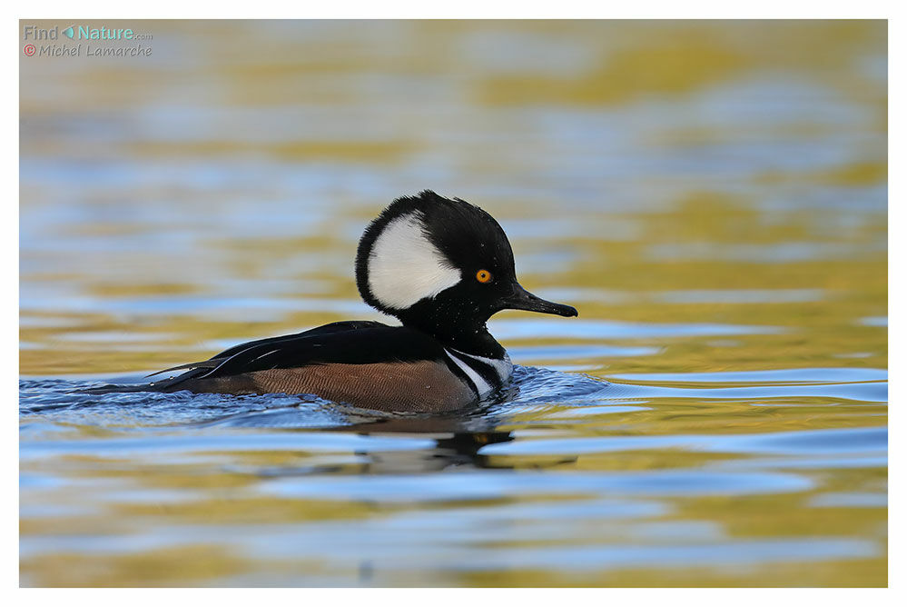 Hooded Merganser male adult