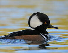 Hooded Merganser