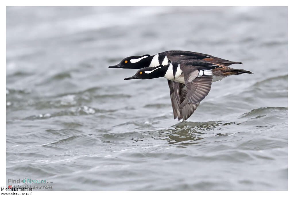 Hooded Merganser male adult, Flight