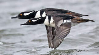 Hooded Merganser