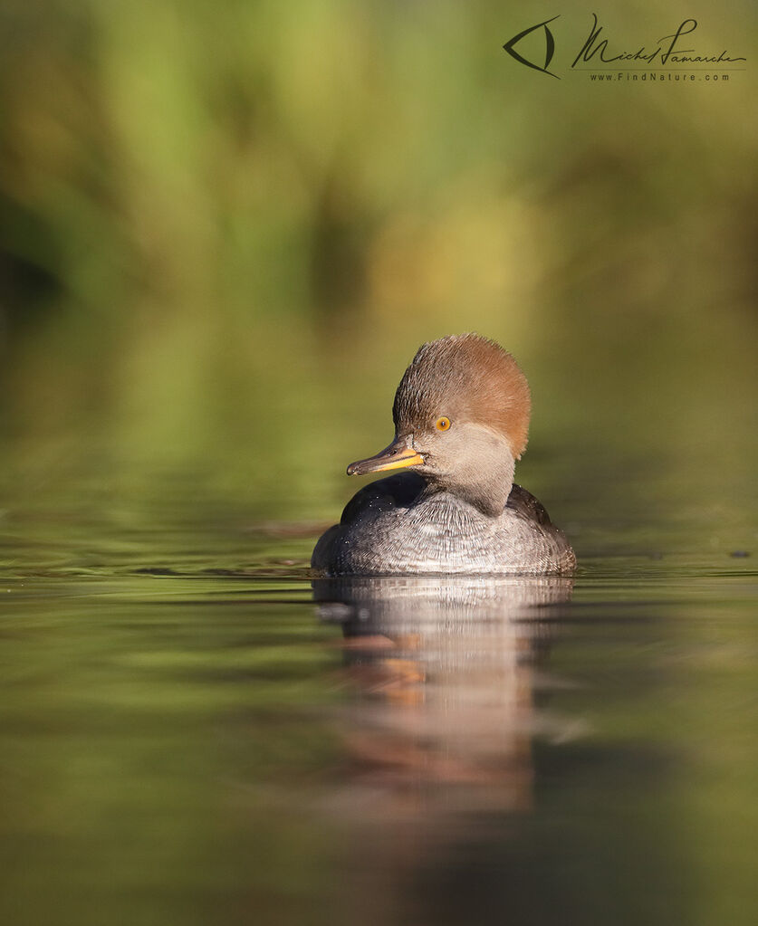 Hooded Merganser female adult