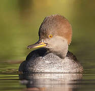 Hooded Merganser