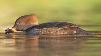 Hooded Merganser