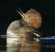 Hooded Merganser