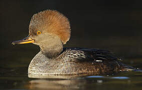 Hooded Merganser