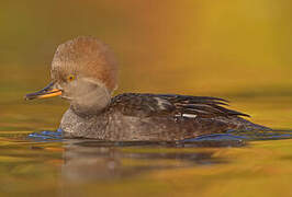 Hooded Merganser