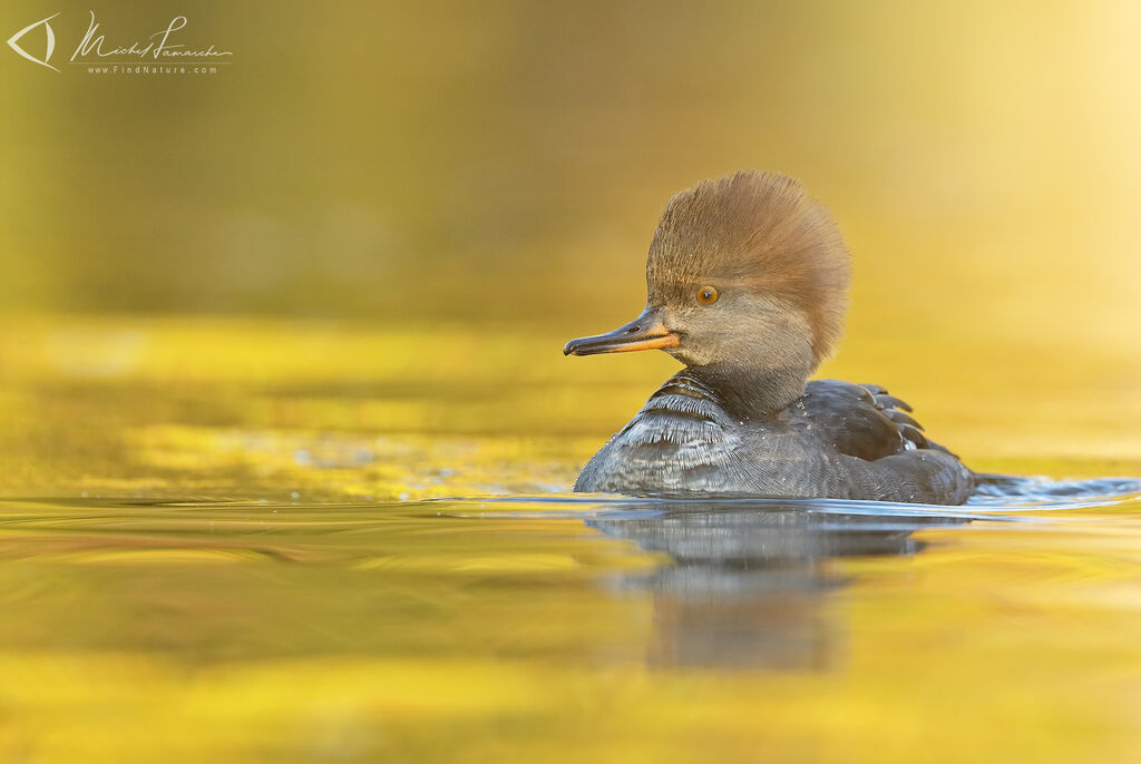 Hooded Merganser female adult