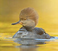 Hooded Merganser