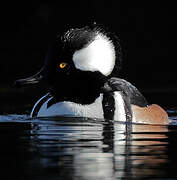 Hooded Merganser