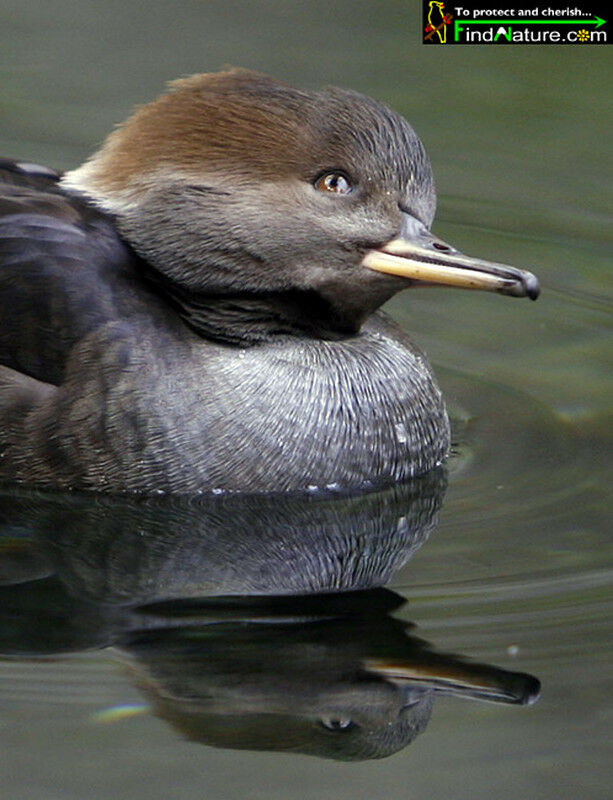 Hooded Merganser female adult