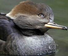 Hooded Merganser