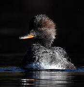 Hooded Merganser