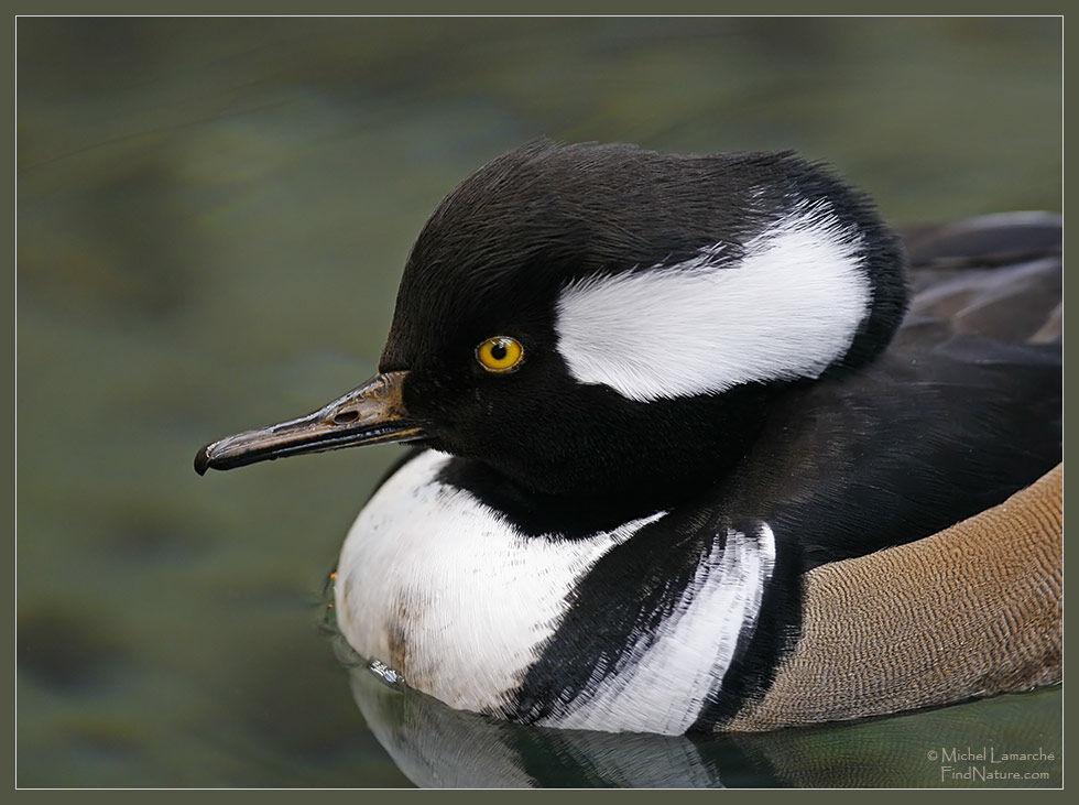 Hooded Merganser male adult