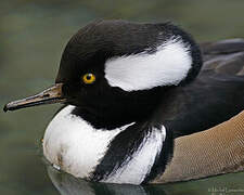 Hooded Merganser