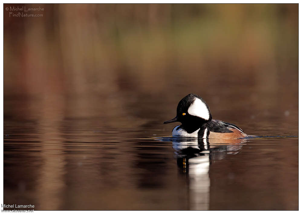 Hooded Merganser male adult, identification