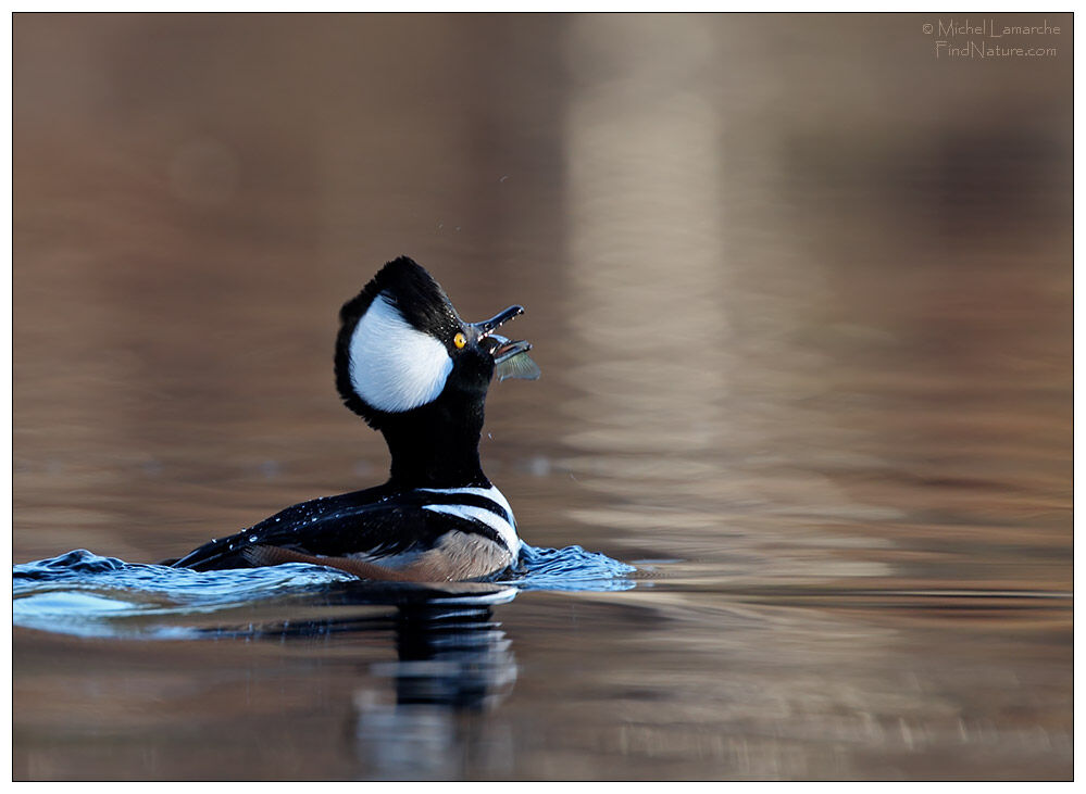 Hooded Merganser male adult