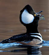 Hooded Merganser