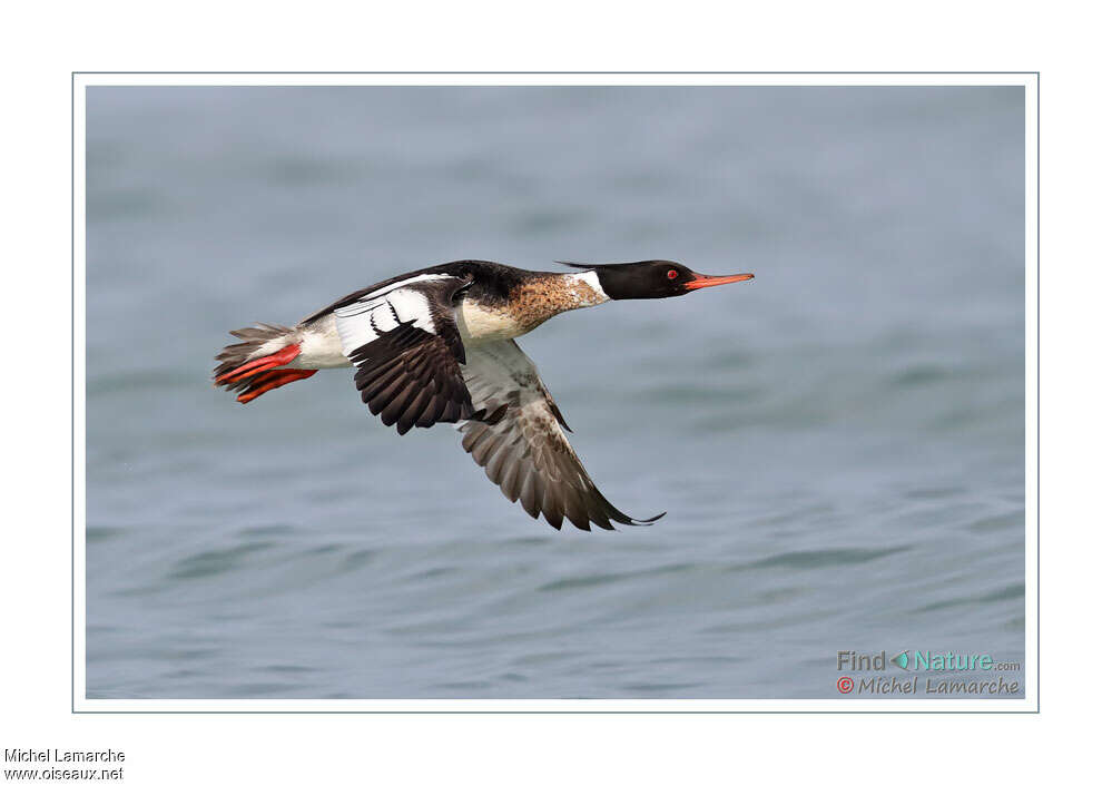 Red-breasted Merganser male adult, Flight