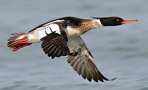 Red-breasted Merganser