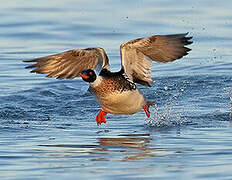 Red-breasted Merganser